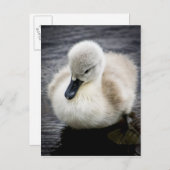 Baby Swan | Cygnet Postkarte (Vorne/Hinten)
