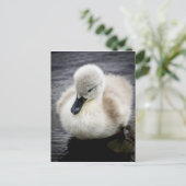 Baby Swan | Cygnet Postkarte (Stehend Vorderseite)