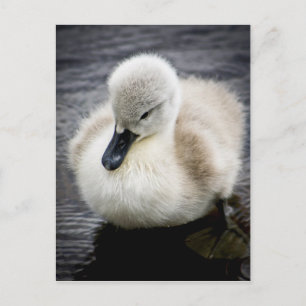 Baby Swan   Cygnet Postkarte