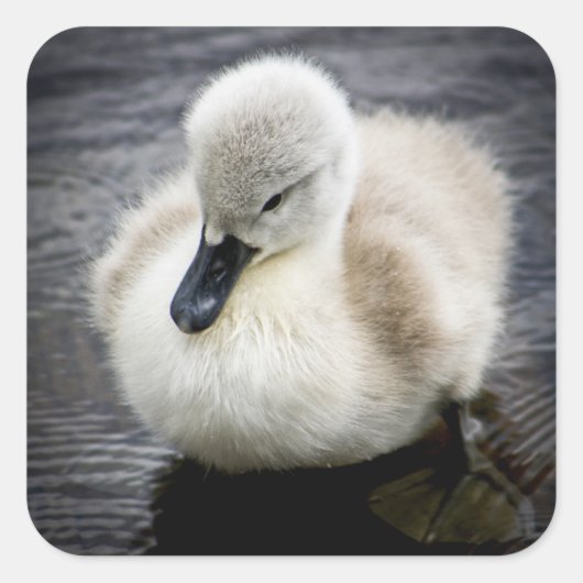 Baby Swan | Cygnet Quadratischer Aufkleber (Vorderseite)