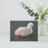Baby Swan für eine schwimmende Postkarte (Stehend Vorderseite)
