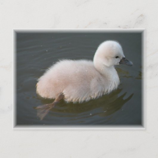 Baby Swan für eine schwimmende Postkarte (Vorderseite)