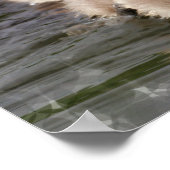 Baby Swan Poster Print (Ecke)