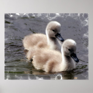 Baby Swan Poster Print