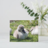 Baby Swan Postkarte (Stehend Vorderseite)