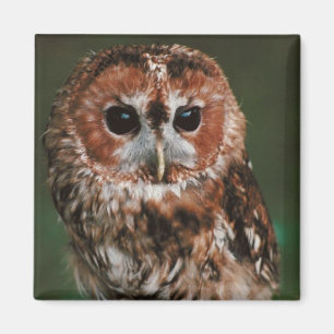 Baby-Tawny Eule Magnet