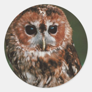 Baby-Tawny Eule Runder Aufkleber