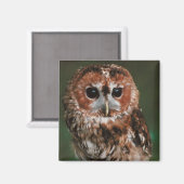 Baby Tawny Owl Magnet (Vorderseite/Rückseite)