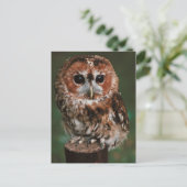 Baby Tawny Owl Postkarte (Stehend Vorderseite)