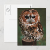 Baby Tawny Owl Postkarte (Vorne/Hinten)