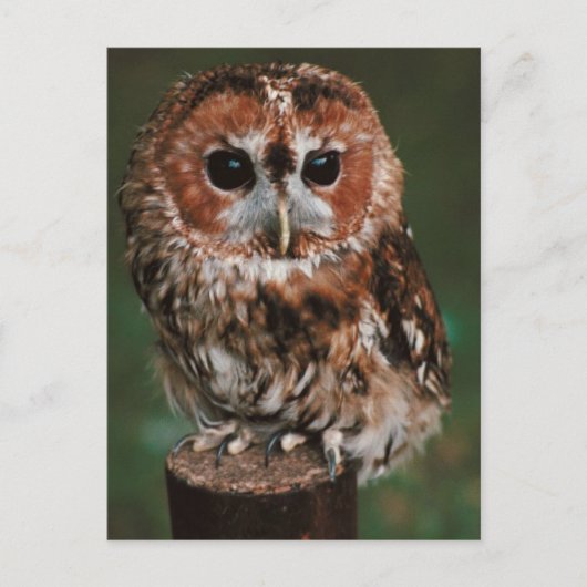 Baby Tawny Owl Postkarte (Vorderseite)