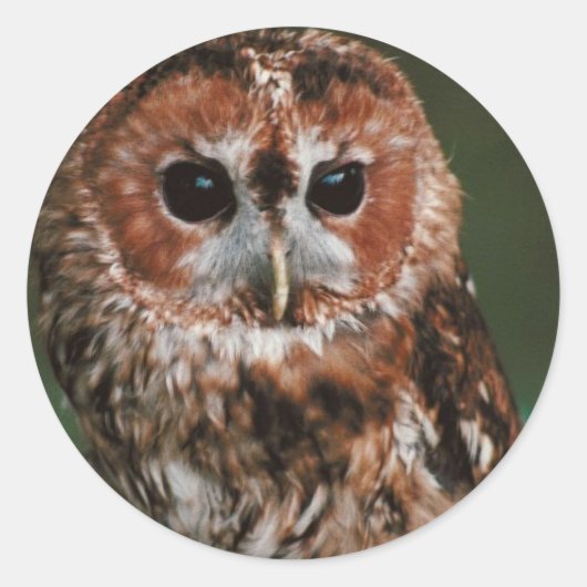 Baby Tawny Owl Runder Aufkleber (Vorderseite)