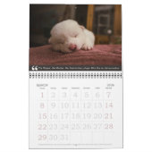 Baby-Tiere u. alte Schulangesagter Kalender (Mär 2026)