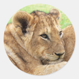 Baby Tiger Aufkleber