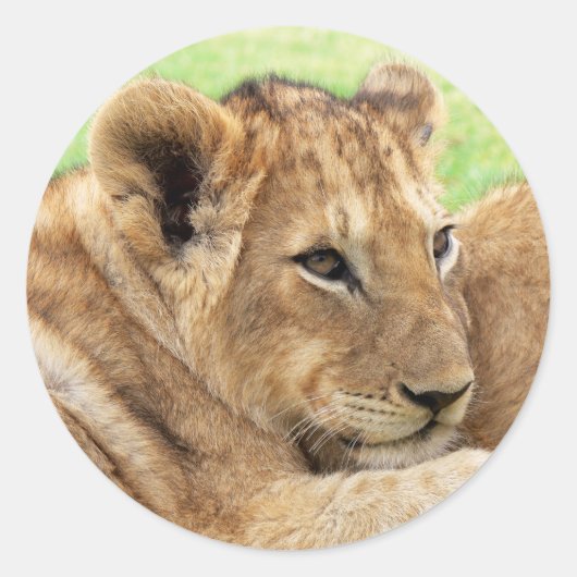 Baby Tiger Aufkleber (Vorderseite)