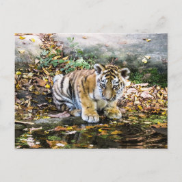Baby Tiger Cub Postcard Postkarte