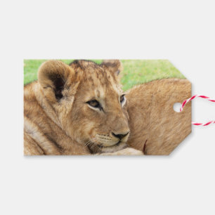 Baby Tiger Custom-Geschenk-Tags Geschenkanhänger