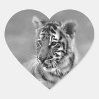 Baby Tiger in Schwarzweiß