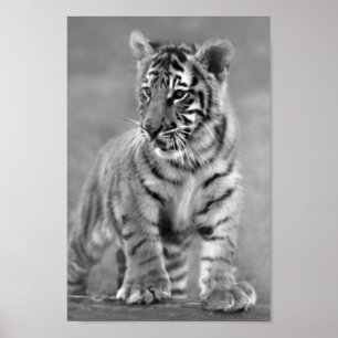 Baby Tiger in Schwarzweiß Poster