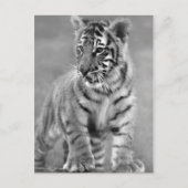 Baby Tiger in Schwarzweiß Postkarte (Vorderseite)