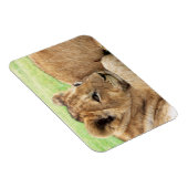 Baby Tiger-Magnet Magnet (Rechte Seite)