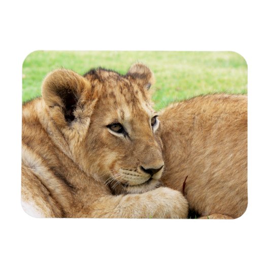 Baby Tiger-Magnet Magnet (Horizontal)