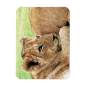 Baby Tiger-Magnet Magnet (Vertikal)