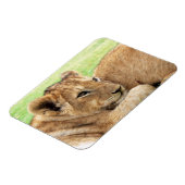 Baby Tiger-Magnet Magnet (Linke Seite)