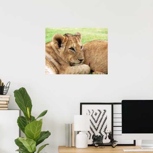 Baby Tiger Poster (Heimbüro)