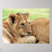 Baby Tiger Poster (Vorne)