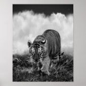 Baby Tiger Stalking in Schwarz-Weiß Poster (Vorne)