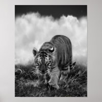 Baby Tiger Stalking in Schwarz-Weiß