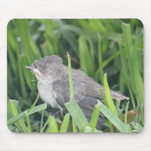 Baby Titmouse Ruhen Mousepad (Vorne)