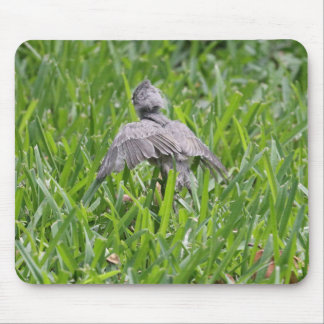 Baby Titmouse zu fliegen lernen Mousepad