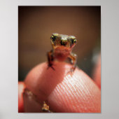 Baby Toad/Kaulquappe Poster (Vorne)