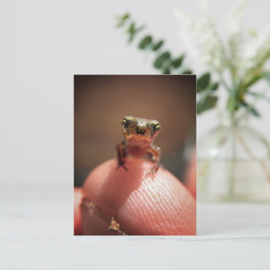 Baby Toad/Kaulquappe Postkarte (Stehend Vorderseite)