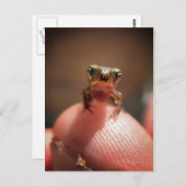 Baby Toad/Kaulquappe Postkarte (Vorne/Hinten)
