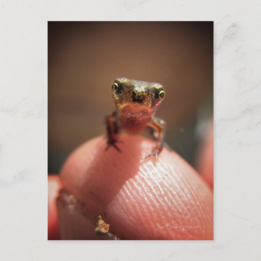 Baby Toad/Kaulquappe Postkarte (Vorderseite)