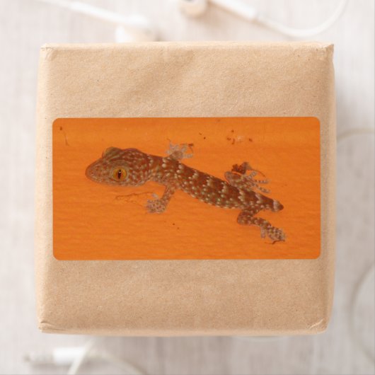 Baby Tokay Gecko (Insitu)