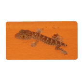 Baby Tokay Gecko (Vorne)