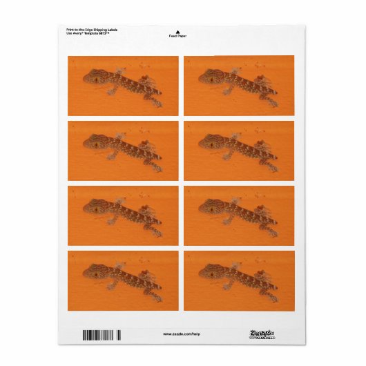 Baby Tokay Gecko (Vorne)