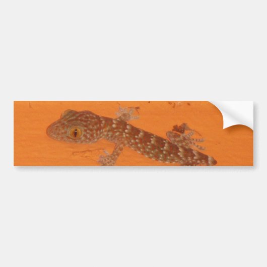 Baby Tokay Gecko Autoaufkleber (Vorne)