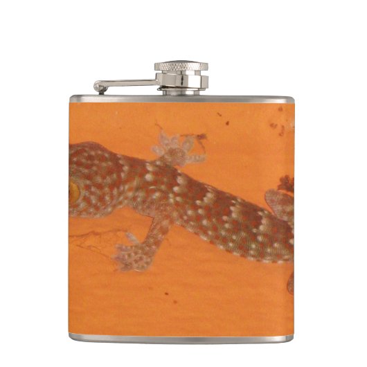 Baby Tokay Gecko Flachmann (Vorderseite)