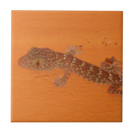 Baby Tokay Gecko Fliese (Vorderseite)