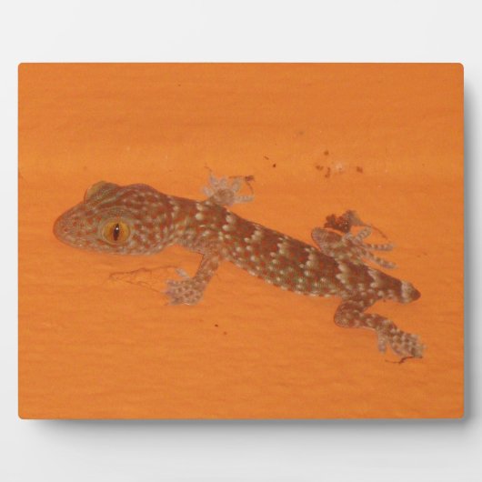 Baby Tokay Gecko Fotoplatte (Vorderseite)