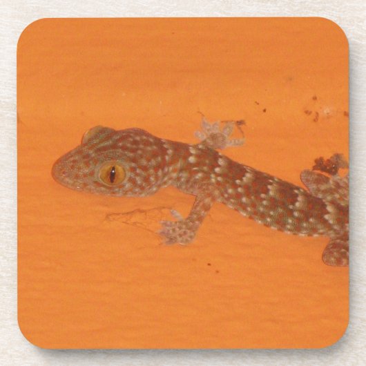 Baby Tokay Gecko Getränkeuntersetzer (Vorderseite)