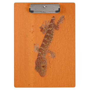 Baby Tokay Gecko Klemmbrett