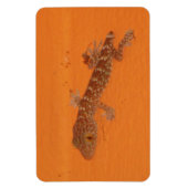 Baby Tokay Gecko Magnet (Vertikal)