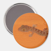 Baby Tokay Gecko Magnet (Vorderseite/Rückseite)