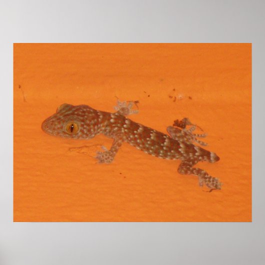 Baby Tokay Gecko Poster (Vorne)